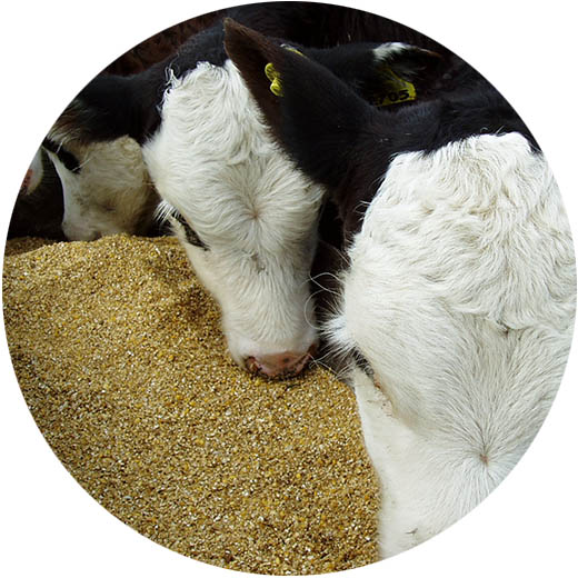 Cows eating